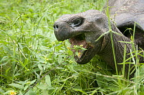 Galapagos Giant Tortoise (Chelonoidis nigra porteri) feeding, Rancho Primicias, Santa Cruz Island, Ecuador