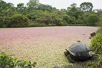 Galapagos Giant Tortoise (Chelonoidis nigra porteri), El Manzanillo, Santa Cruz Island, Ecuador
