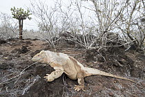 Santa Fe Land Iguana (Conolophus pallidus), Santa Fe Island, Ecuador