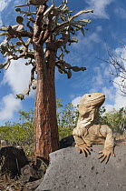 Santa Fe Land Iguana (Conolophus pallidus) and Opuntia, Santa Fe Island, Ecuador