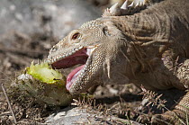 Santa Fe Land Iguana (Conolophus pallidus) eating a cactus pad, Santa Fe Island, Ecuador