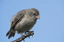Small Ground-Finch (Geospiza fuliginosa), Academy Bay, Santa Cruz Island, Ecuador