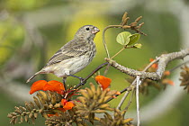 Vegetarian Tree Finch (Camarhynchus crassirostris), Santa Cruz Island, Ecuador
