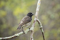 Vegetarian Tree Finch (Camarhynchus crassirostris) male, Santa Cruz Island, Ecuador