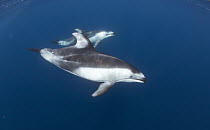 Pacific White-sided Dolphin (Lagenorhynchus obliquidens) pair, Nine Mile Bank, San Diego, California