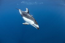Pacific White-sided Dolphin (Lagenorhynchus obliquidens), Nine Mile Bank, San Diego, California