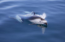 Pacific White-sided Dolphin (Lagenorhynchus obliquidens) pair surfacing, Nine Mile Bank, San Diego, California