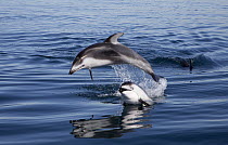 Pacific White-sided Dolphin (Lagenorhynchus obliquidens) pair jumping, Nine Mile Bank, San Diego, California