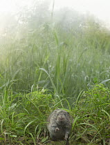 Prairie Vole (Microtus ochrogaster) in prairie in summer, Indiana