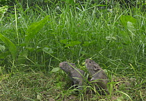 Prairie Vole (Microtus ochrogaster) pair in prairie in summer, Indiana