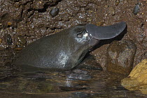 Platypus (Ornithorhynchus anatinus) male in water, native to Australia