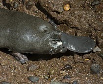 Platypus (Ornithorhynchus anatinus) male coming ashore, native to Australia