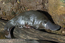 Platypus (Ornithorhynchus anatinus) male on shore, native to Australia
