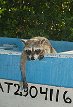 Pygmy Raccoon (Procyon pygmaeus) in boat, Cozumel Island, Mexico