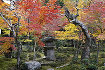 Japanese Maple (Acer palmatum) foliage in autumn colors, Enkoji Temple, Japan