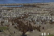 King Penguin (Aptenodytes patagonicus) colony, Saint Andrew's Bay, South Georgia Island