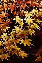 Japanese Maple (Acer palmatum) foliage in autumn colors, Kyoto, Japan
