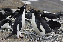 Adelie Penguin (Pygoscelis adeliae) pair engaging in courtship ritual before trading incubation duties at nest, South Georgia. Sequence 1 of 10