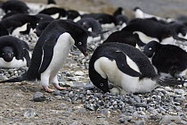Adelie Penguin (Pygoscelis adeliae) pair engaging in courtship ritual before trading incubation duties at nest, South Georgia. Sequence 3 of 10