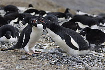 Adelie Penguin (Pygoscelis adeliae) pair engaging in courtship ritual before trading incubation duties at nest, South Georgia. Sequence 4 of 10