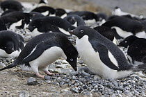 Adelie Penguin (Pygoscelis adeliae) pair engaging in courtship ritual before trading incubation duties at nest, South Georgia. Sequence 5 of 10.