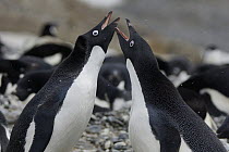 Adelie Penguin (Pygoscelis adeliae) pair showing courtship behavior     before swapping incubation duties at nest,      South Georgia. Sequence 2 of 10