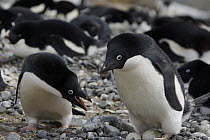 Adelie Penguin (Pygoscelis adeliae) trading incubation duties with mate, South Georgia. Sequence 8 of 10.