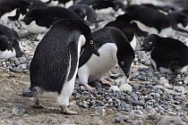 Adelie Penguin (Pygoscelis adeliae) pair trading incubation duties at pebble nest, South Georgia. Sequence 9 of 10