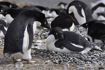 Adelie Penguin (Pygoscelis adeliae) pair after trading incubation duties on pebble nest. Penguin on left is now free to go feed, South Georgia. Sequence 10 of 10.