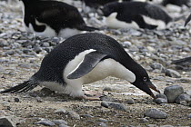 Adelie Penguin (Pygoscelis adeliae) selecting a pebble for its nest, South Georgia Island
