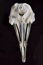 Arch-beaked Whale (Mesoplodon carlhubbsi) skull