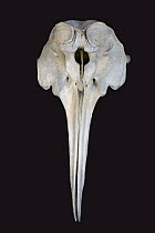 Ginkgo-toothed Beaked Whale (Mesoplodon ginkgodens) skull