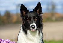 Border Collie (Canis familiaris) portrait