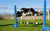 Border Collie (Canis familiaris) jumping in agility course