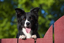 Border Collie (Canis familiaris), panting while looking over fence