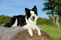 Border Collie (Canis familiaris) atop a hay bale
