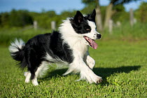 Border Collie (Canis familiaris) running