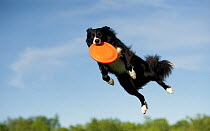 Border Collie (Canis familiaris) catching a frisbee