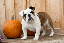 English Bulldog (Canis familiaris) and pumpkins
