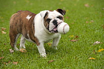 English Bulldog (Canis familiaris) carrying a baseball
