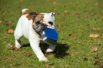 English Bulldog (Canis familiaris) carrying a container