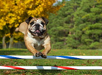 English Bulldog (Canis familiaris) jumping in dog agility course