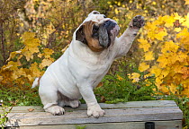 English Bulldog (Canis familiaris), reaching
