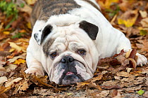 English Bulldog (Canis familiaris) lying in leaves