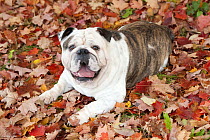 English Bulldog (Canis familiaris) lying in autumn leaves