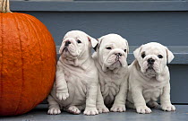 English Bulldog (Canis familiaris) puppies and a pumpkin