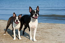 Boston Terrier (Canis familiaris) pair at beach