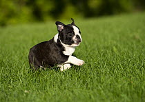 Boston Terrier (Canis familiaris) puppy running through grass