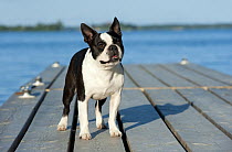 Boston Terrier (Canis familiaris) standing on a dock
