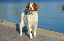 Brittany Spaniel (Canis familiaris) standing on dock